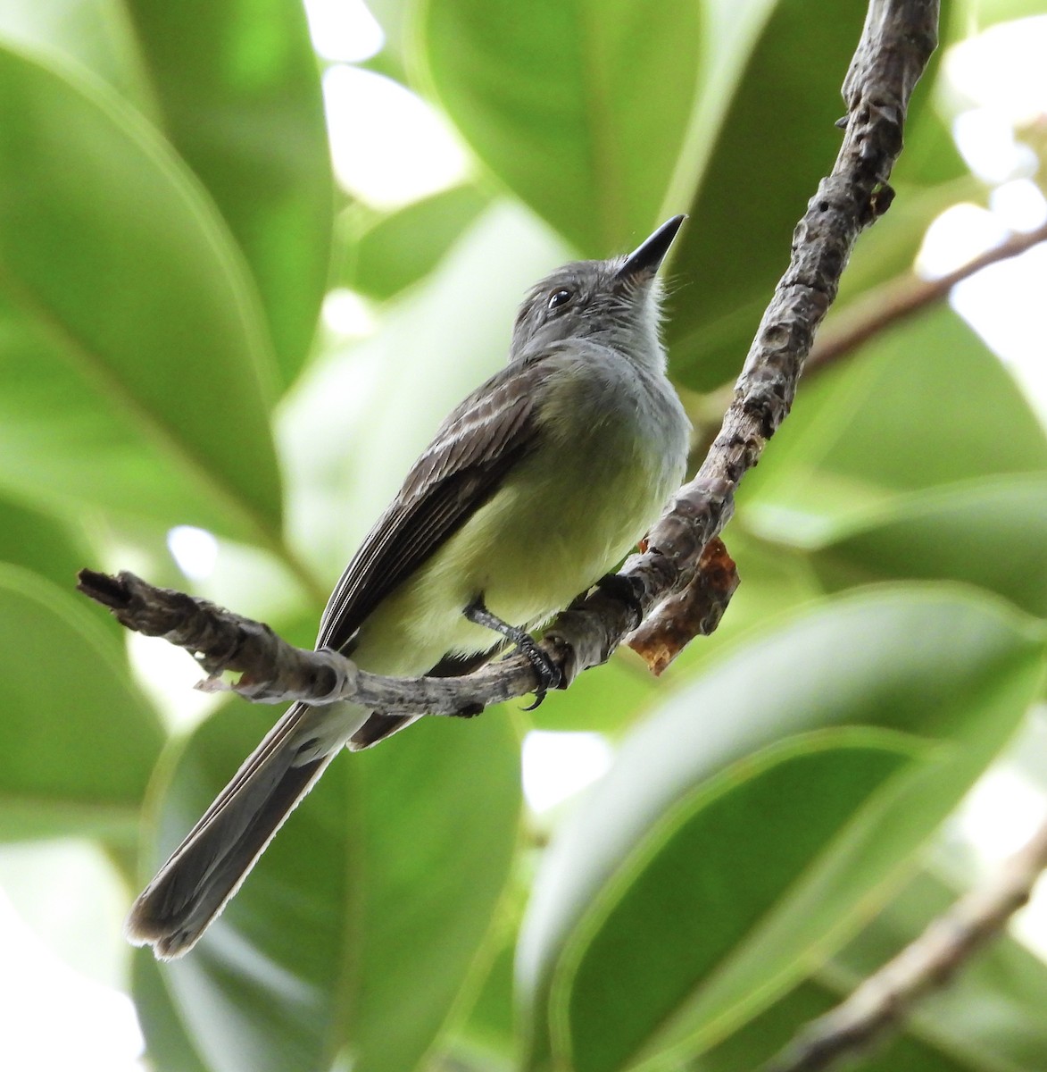 Panama Flycatcher - ML637827211