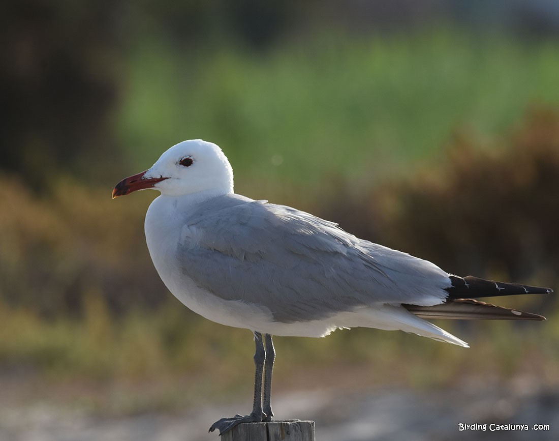 Audouin's Gull - ML637827282