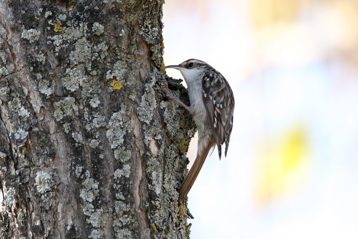 Short-toed Treecreeper - ML637827375