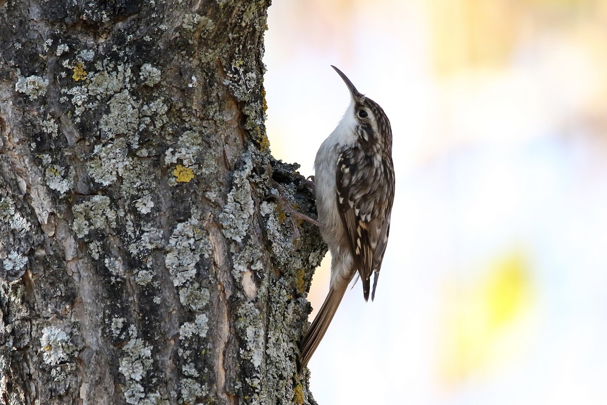 Short-toed Treecreeper - ML637827377