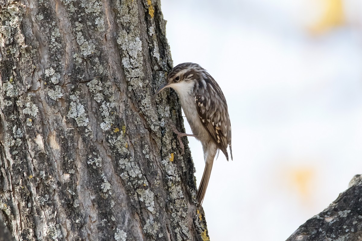 Short-toed Treecreeper - ML637827382