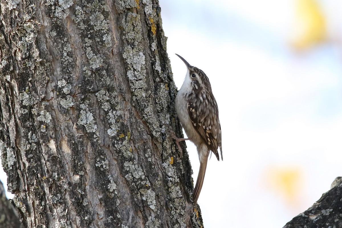 Short-toed Treecreeper - ML637827383