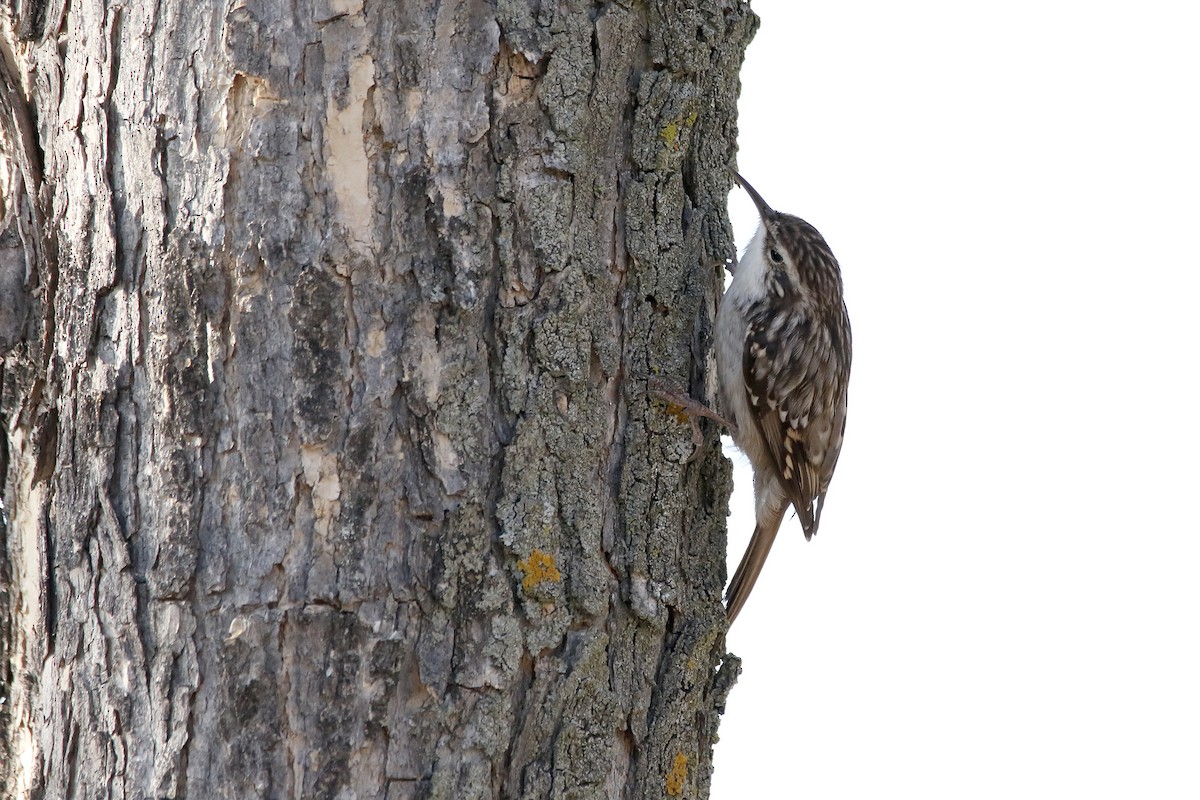 Short-toed Treecreeper - ML637827384