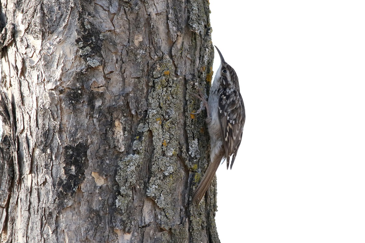Short-toed Treecreeper - ML637827385