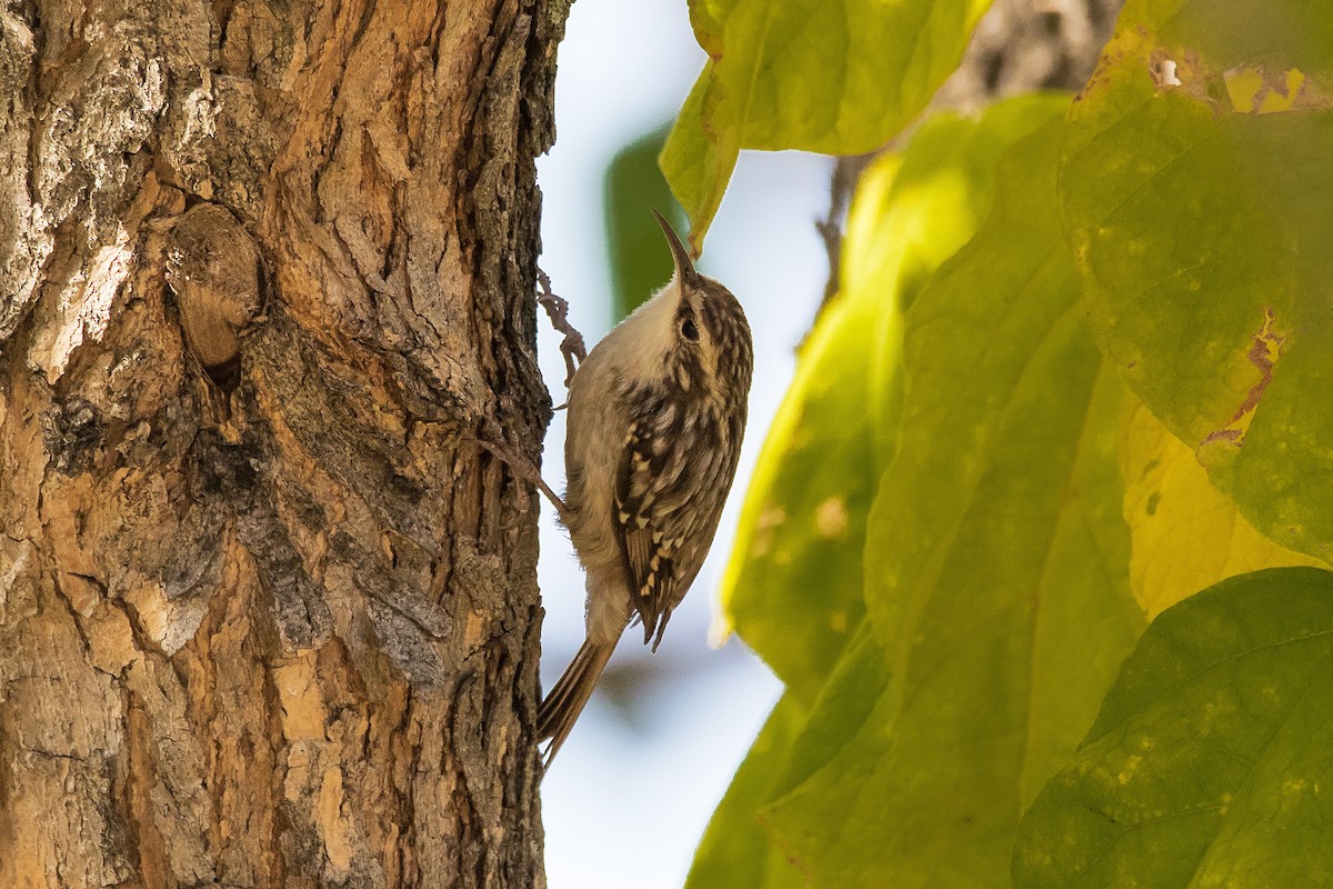 Short-toed Treecreeper - ML637827386