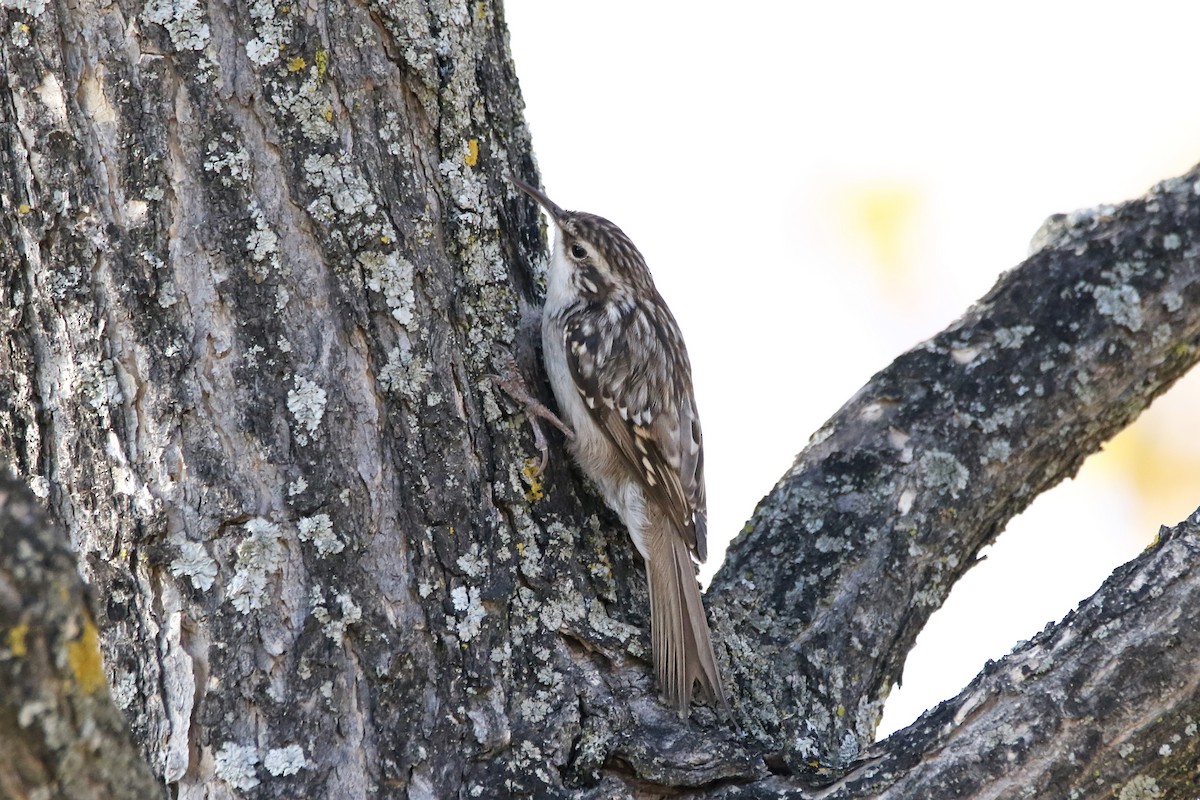 Short-toed Treecreeper - ML637827387