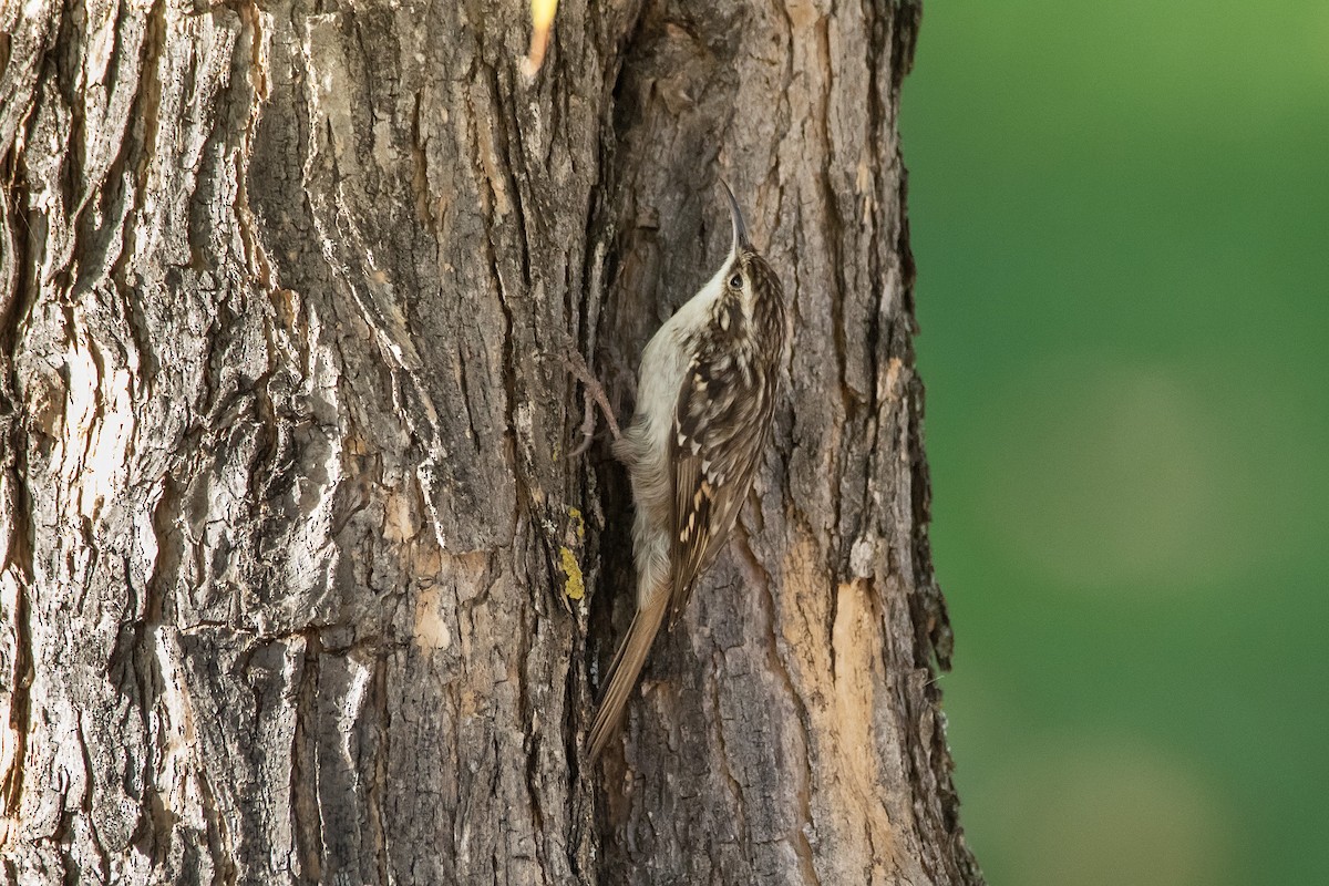 Short-toed Treecreeper - ML637827388