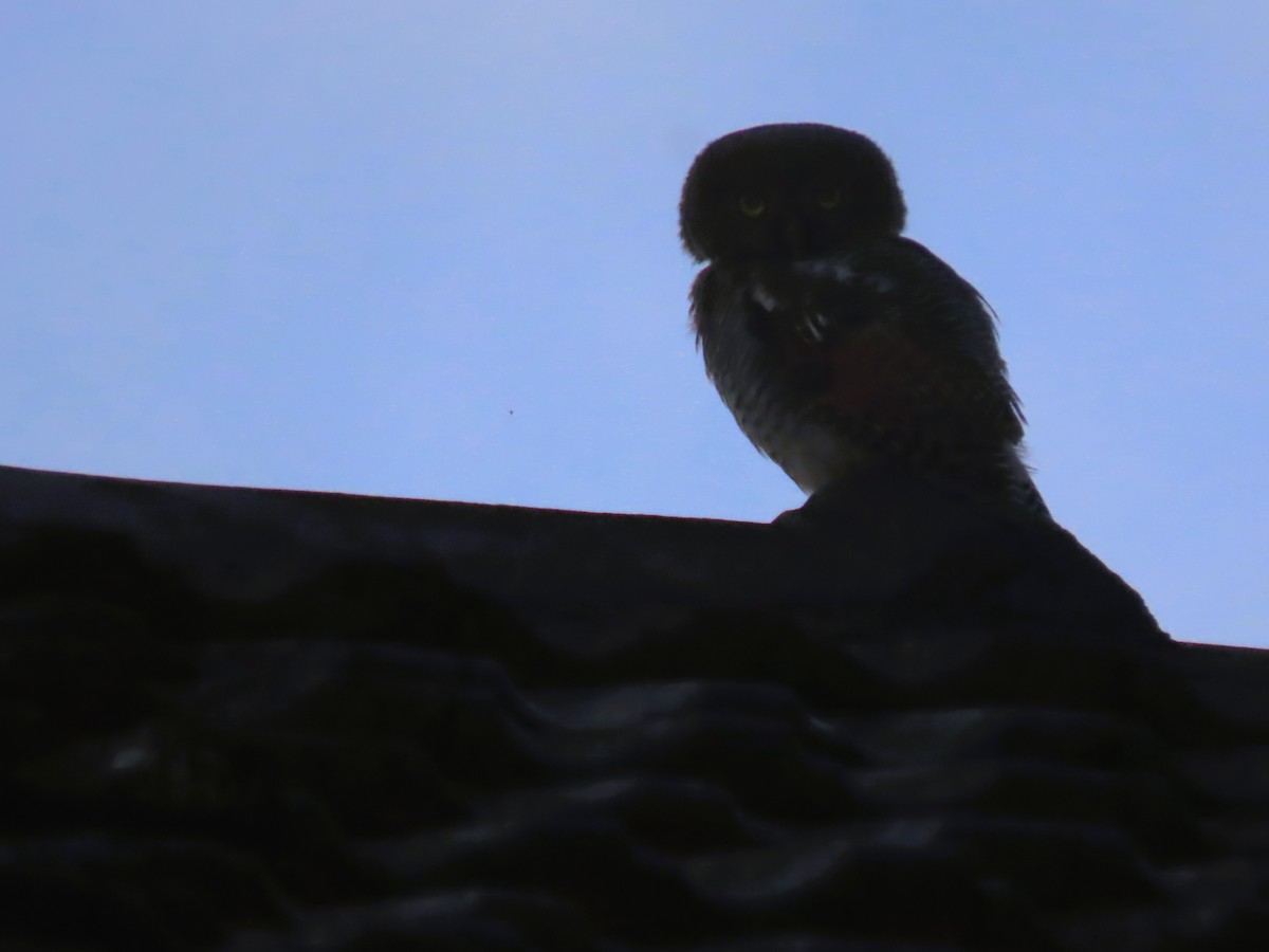 Jungle Owlet - ML637827487