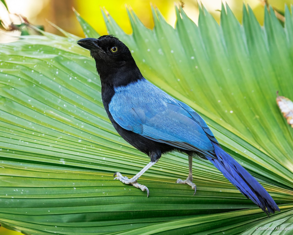 San Blas Jay - ML637827490