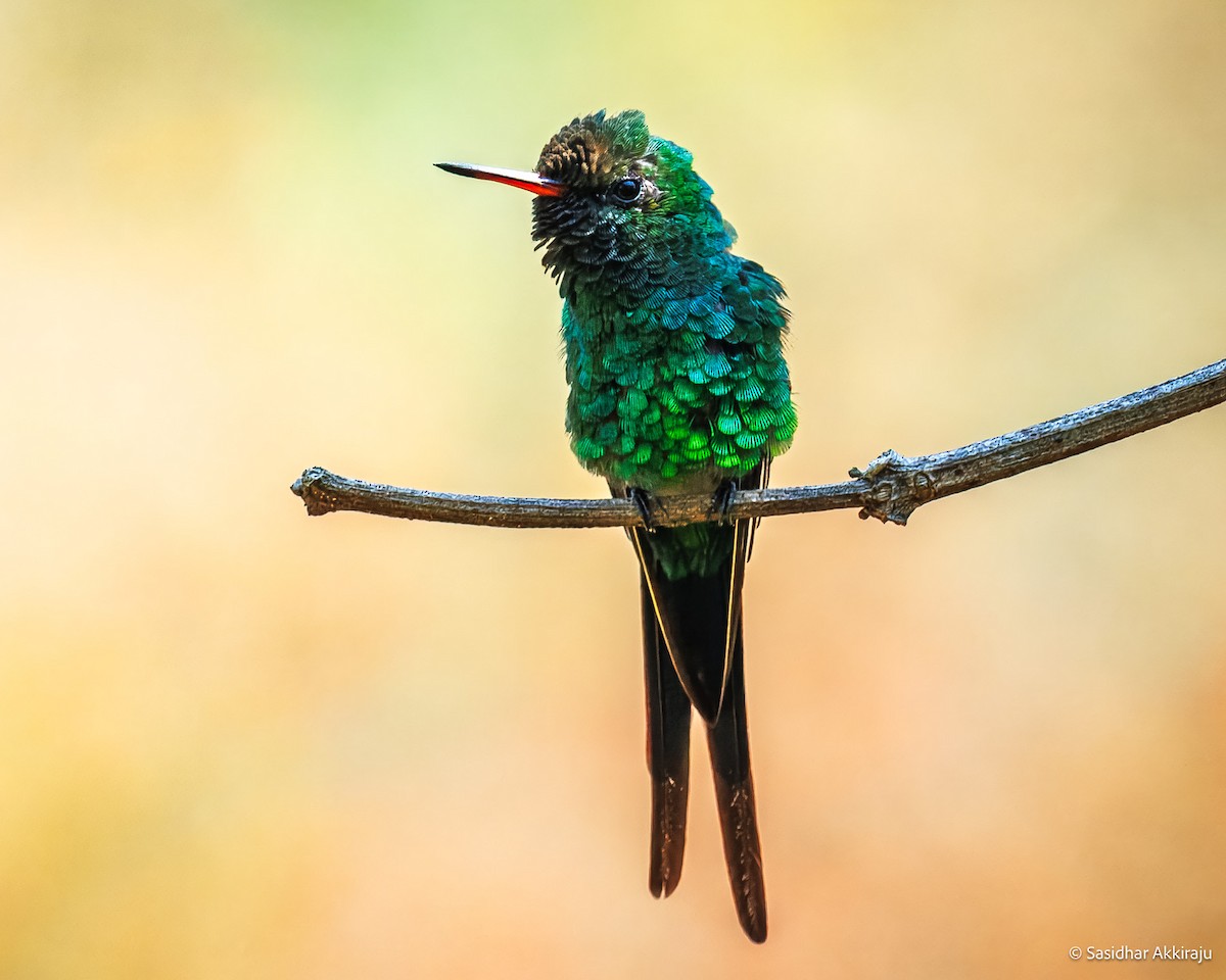 Golden-crowned Emerald - ML637827501