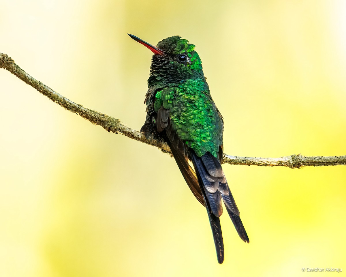 Golden-crowned Emerald - ML637827502