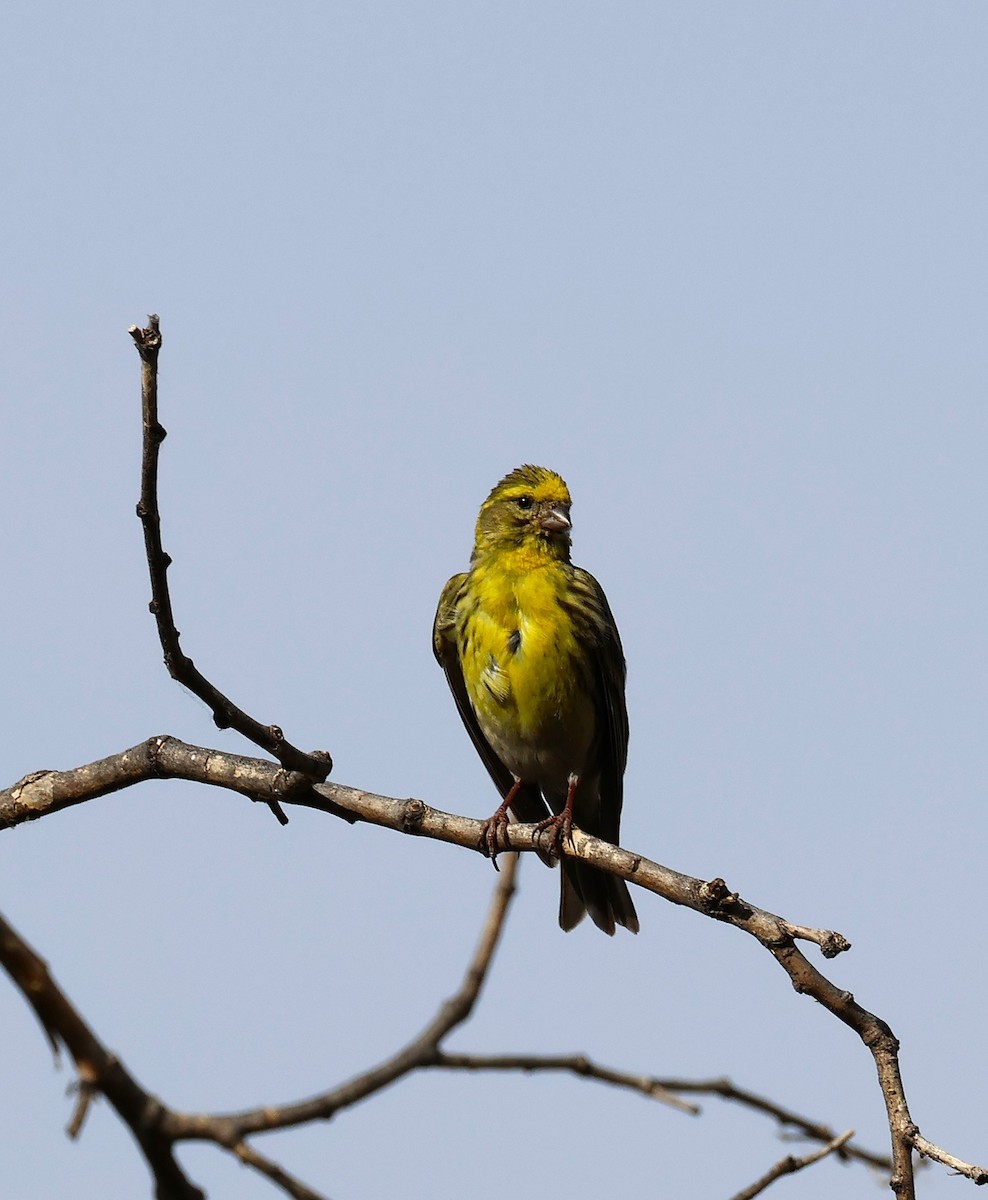 European Serin - ML637827505