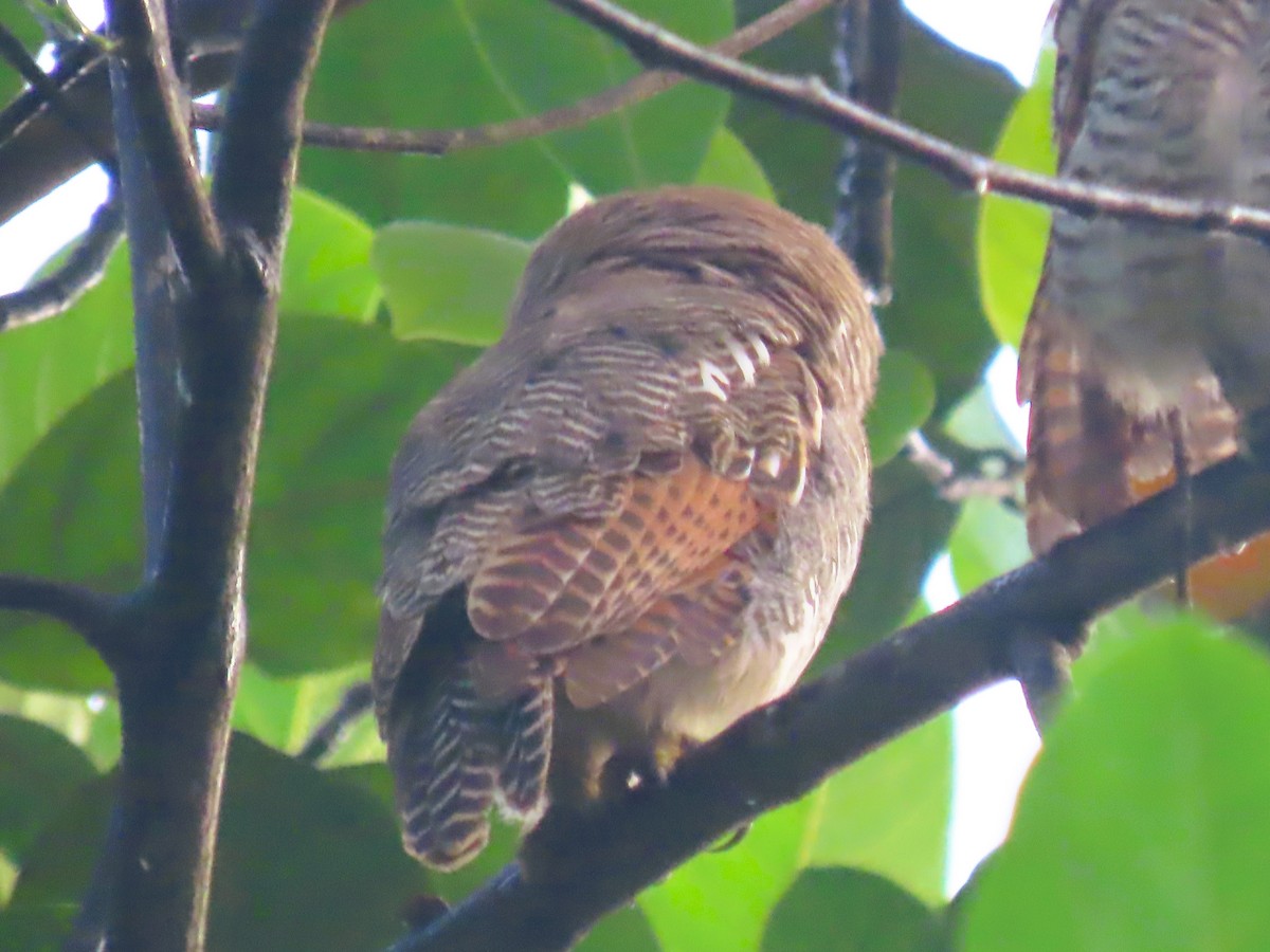 Jungle Owlet - ML637827525