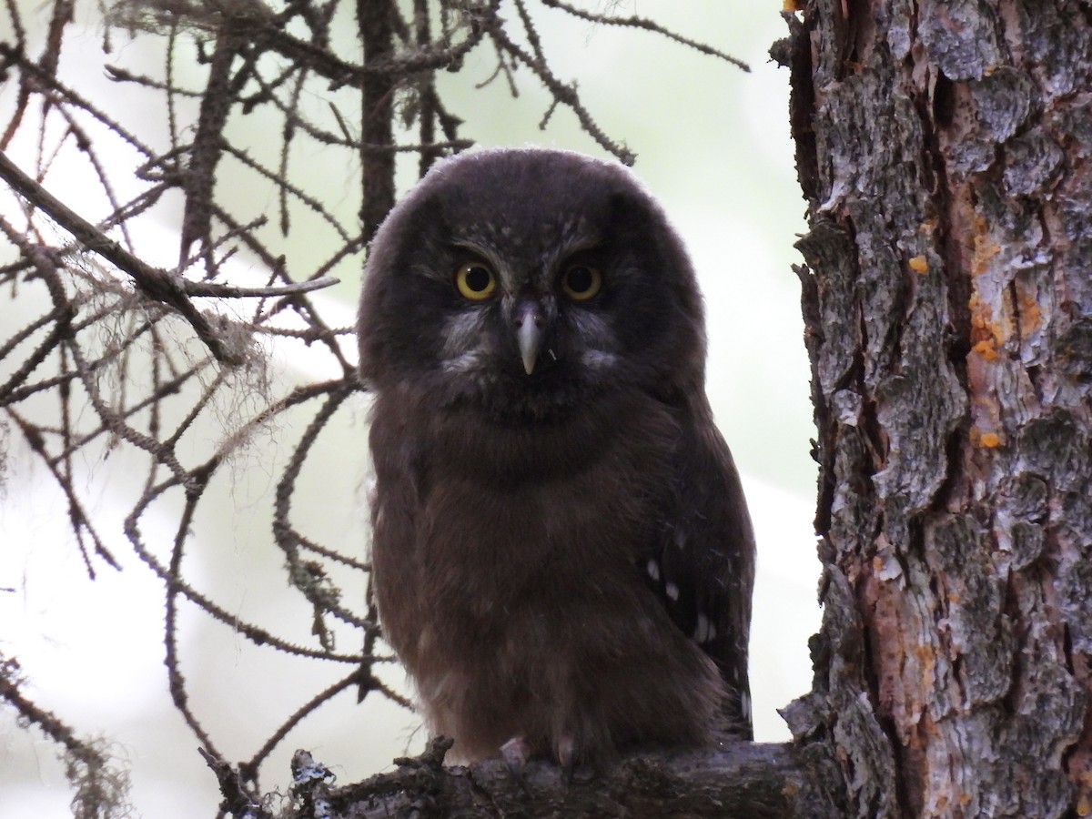 Boreal Owl - ML637827577