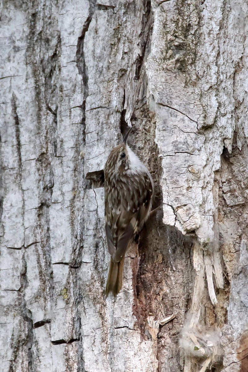 Short-toed Treecreeper - ML637827583