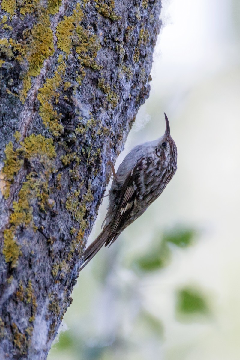 Short-toed Treecreeper - ML637827584