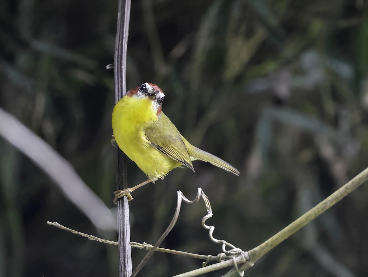 Chestnut-capped Warbler - ML637827592