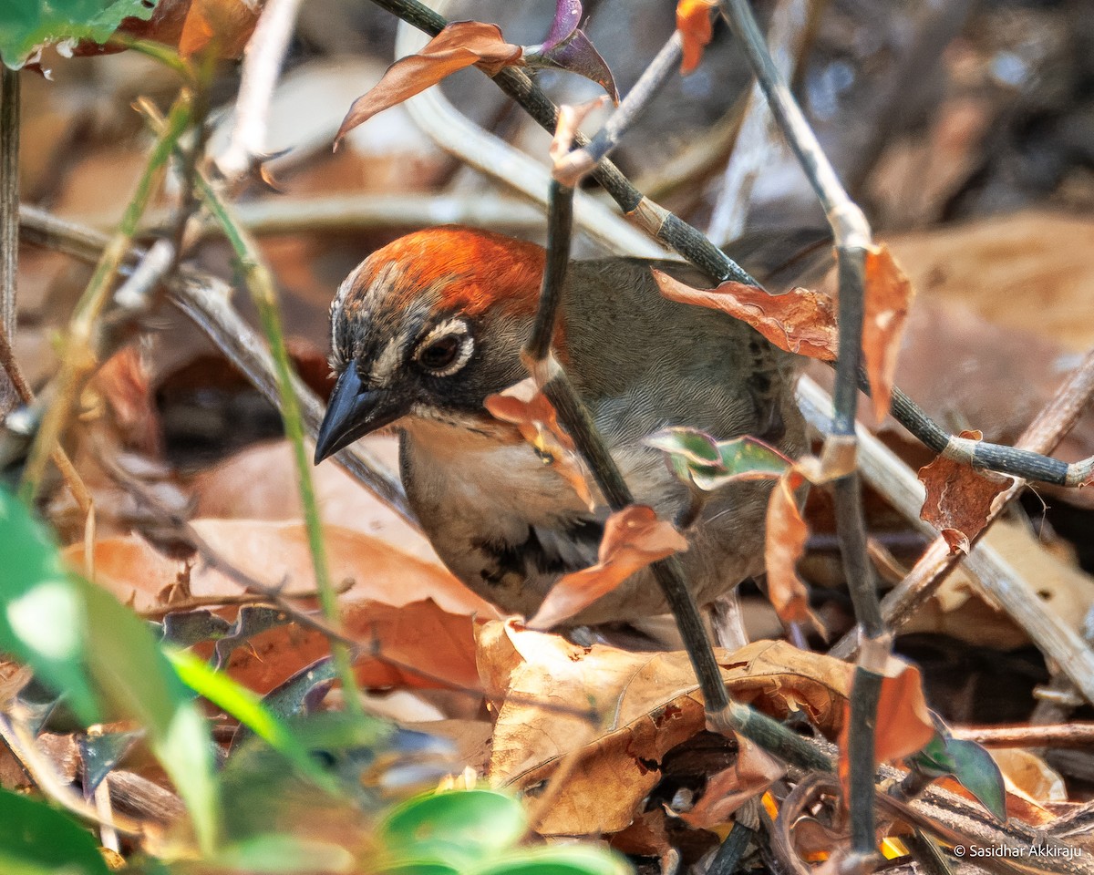 Rusty-crowned Ground-Sparrow - ML637827601