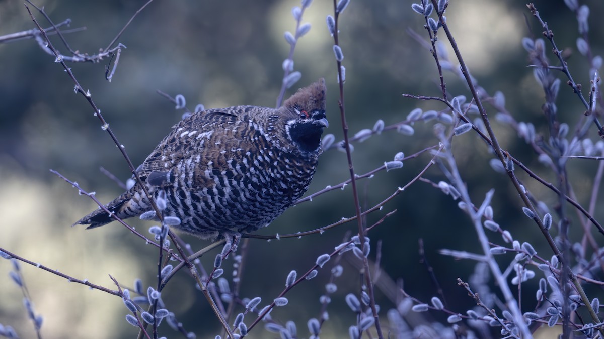 Chinese Grouse - ML637827608