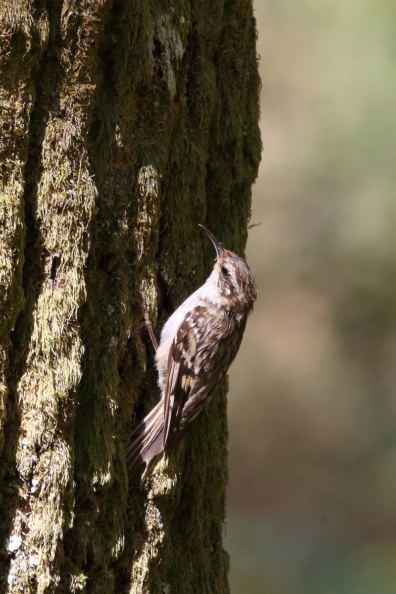 Short-toed Treecreeper - ML637827623