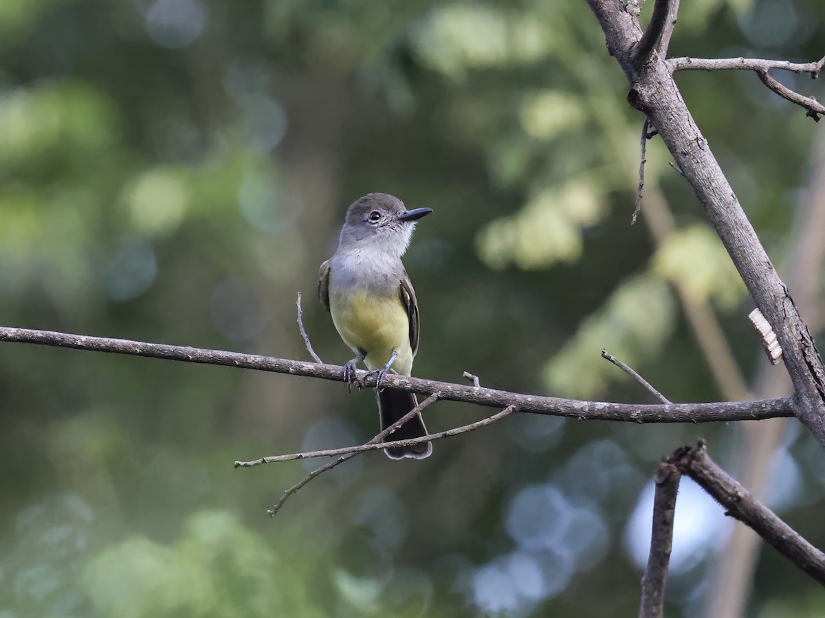 Panama Flycatcher - ML637827624
