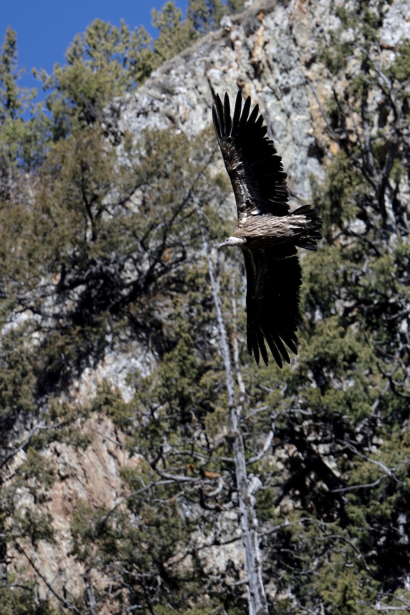 Himalayan Griffon - ML637827631