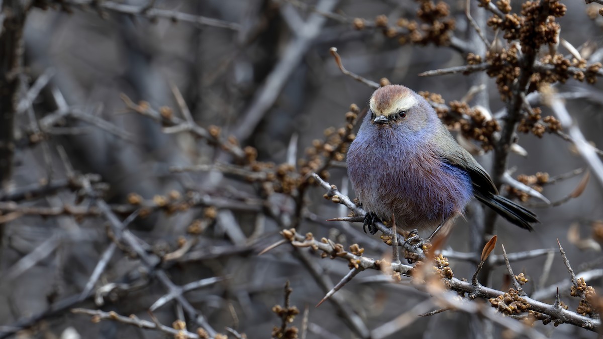 White-browed Tit-Warbler - ML637827645