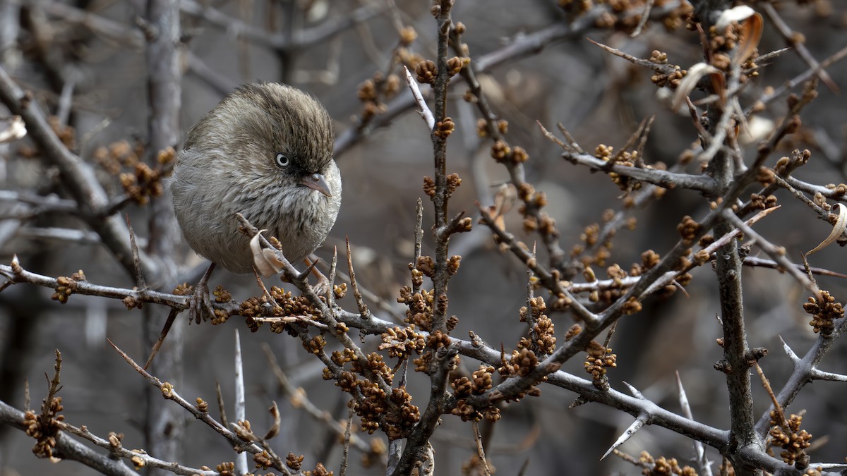 Chinese Fulvetta - ML637827655