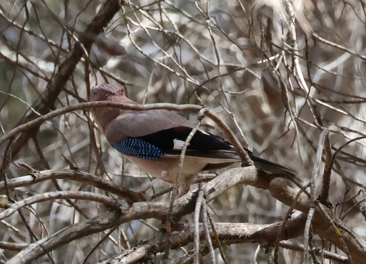 Eurasian Jay - ML637827669