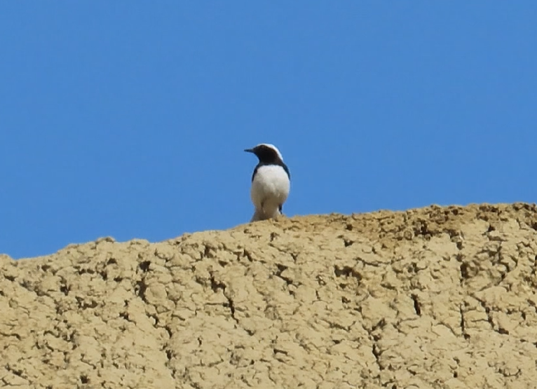 Finsch's Wheatear - ML637827670