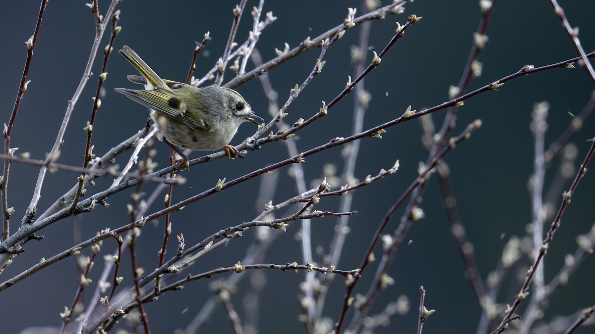 Goldcrest - ML637827674