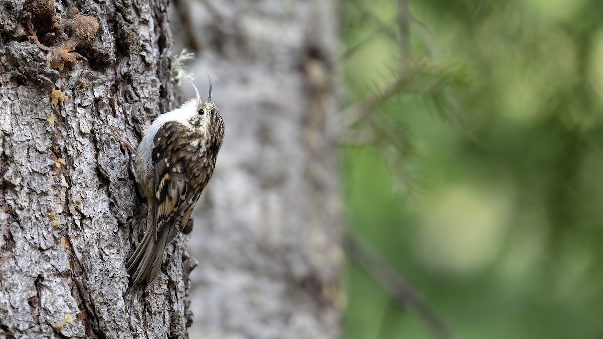 Hodgson's Treecreeper - ML637827686
