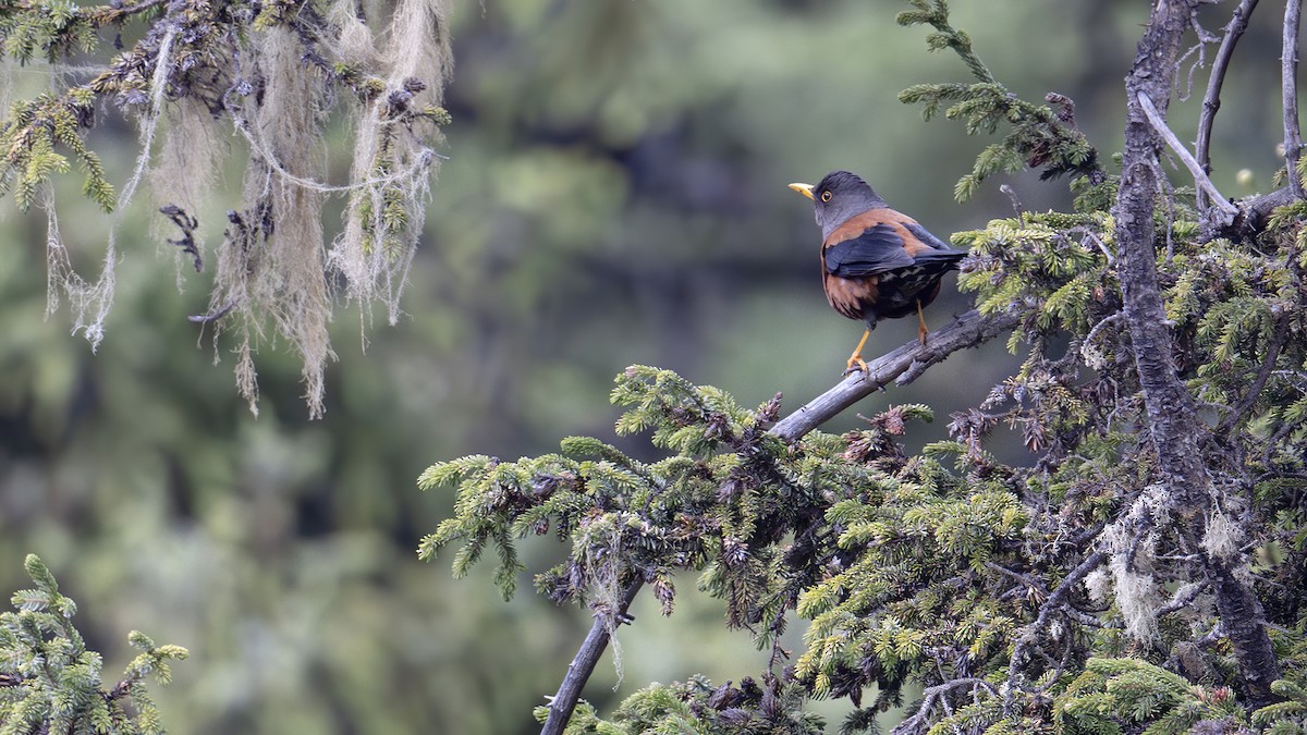 Chestnut Thrush - ML637827697