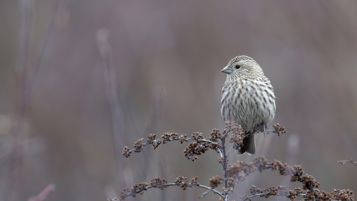 Pink-rumped Rosefinch - ML637827707