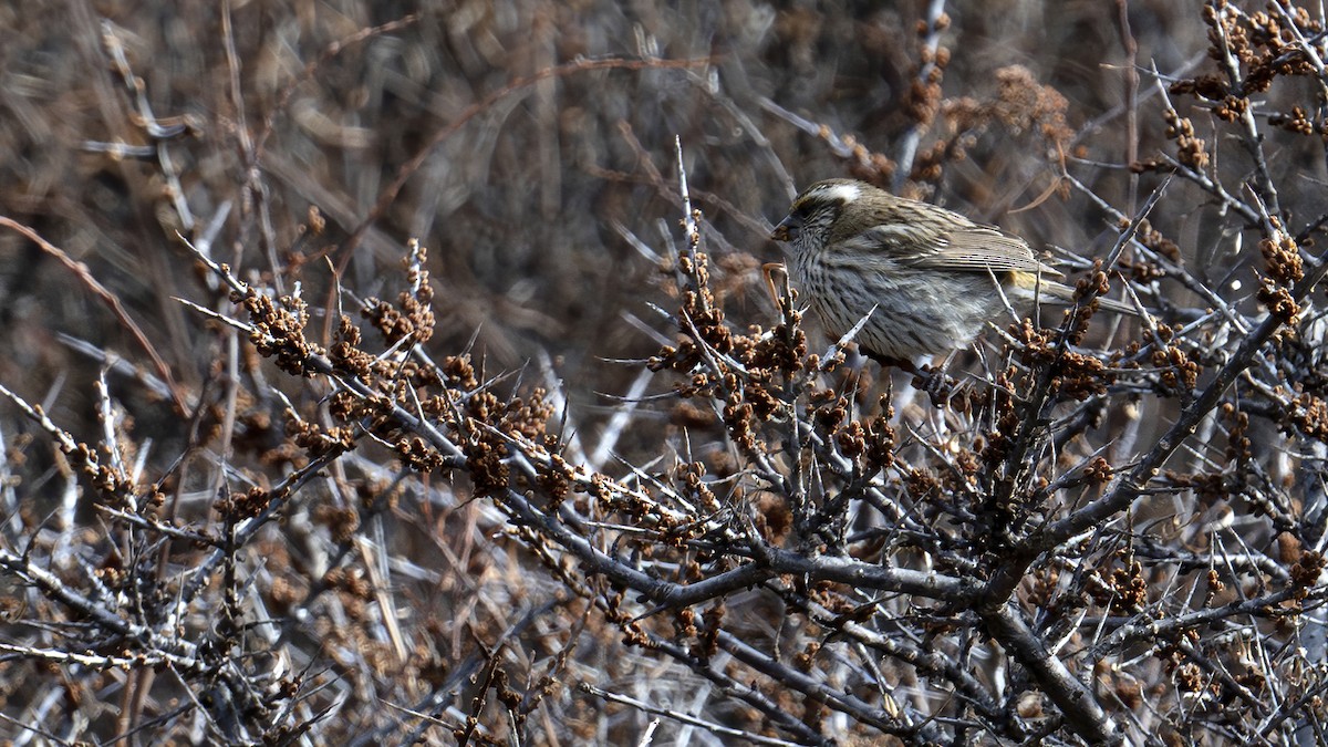Chinese White-browed Rosefinch - ML637827709