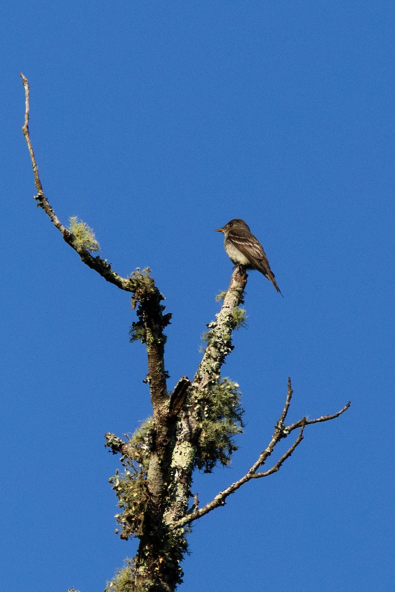 Eastern Wood-Pewee - ML637827717