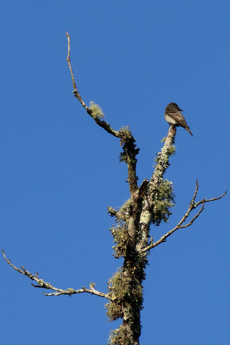 Eastern Wood-Pewee - ML637827718