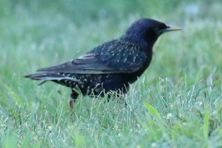 European Starling - ML637827737