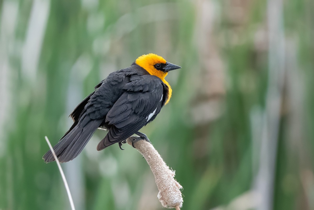 Yellow-headed Blackbird - ML637827758