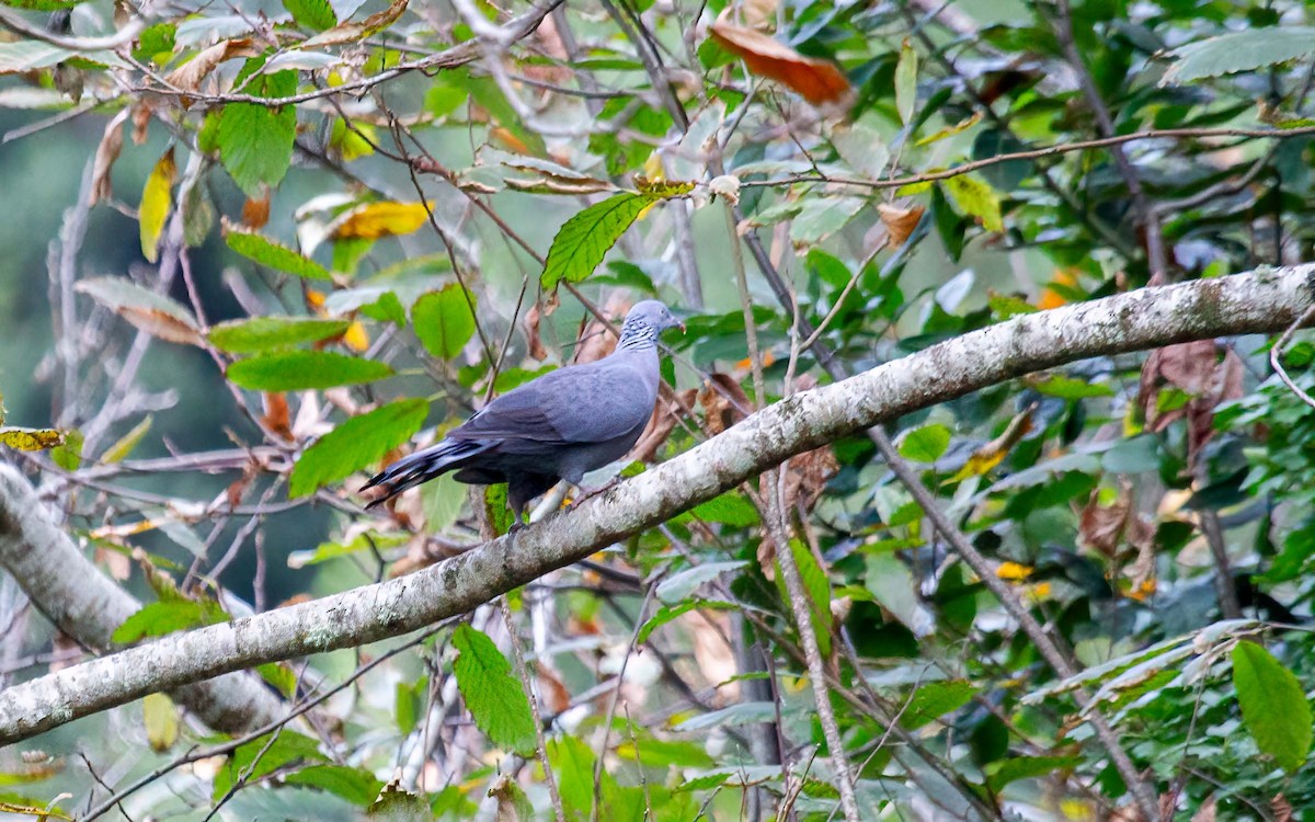 Trocaz Pigeon - ML637827854