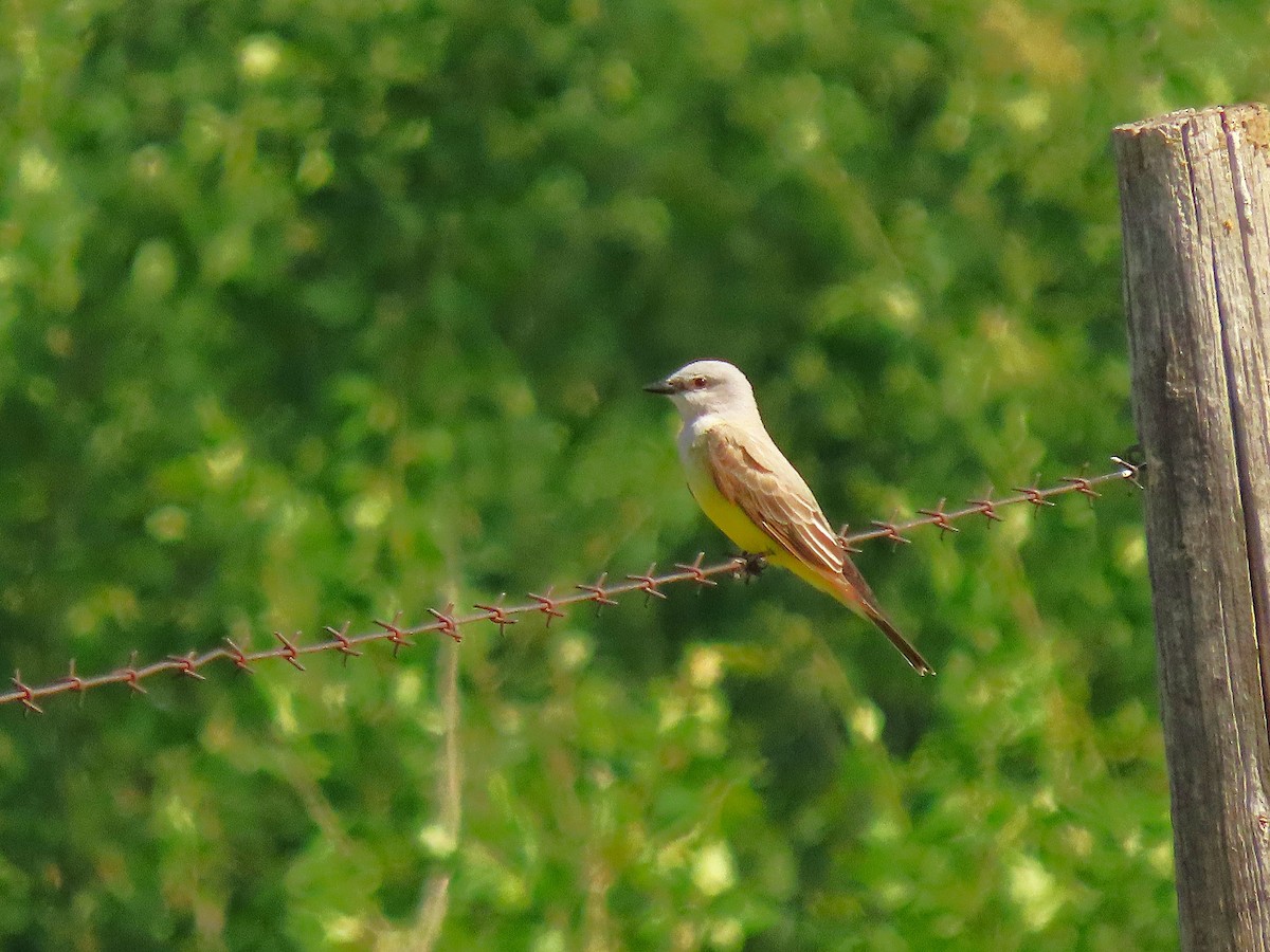 Schmalschnabel-Königstyrann - ML637827856
