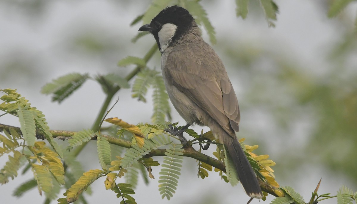 White-eared Bulbul - ML637827904