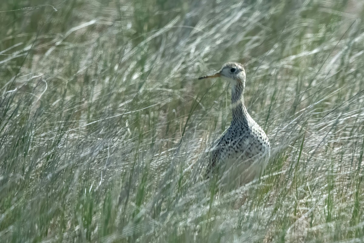 Upland Sandpiper - ML637827909