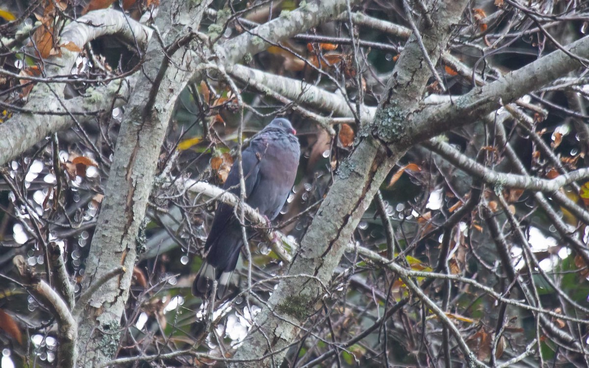 Trocaz Pigeon - ML637827961