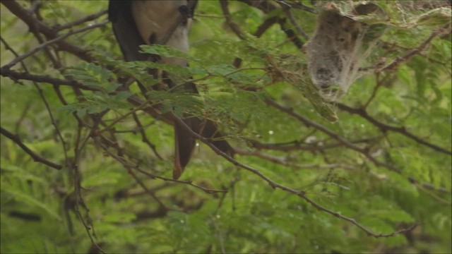 White-bellied Drongo - ML637828027