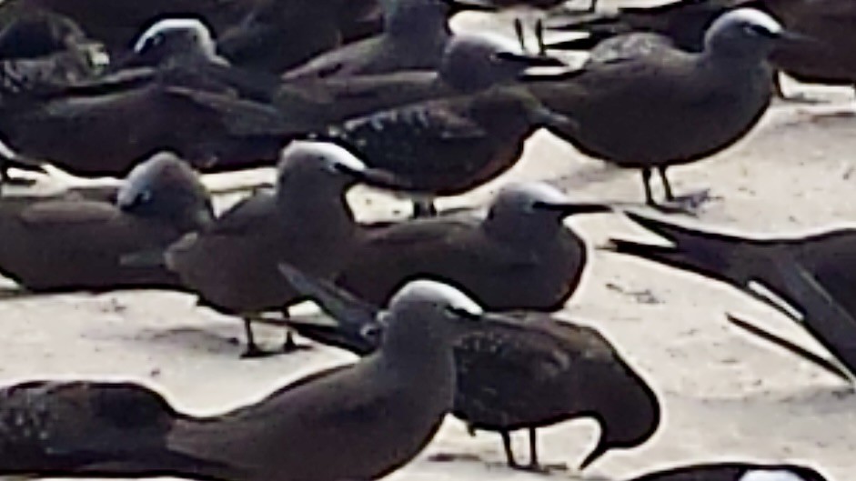 Brown Noddy - ML637828146