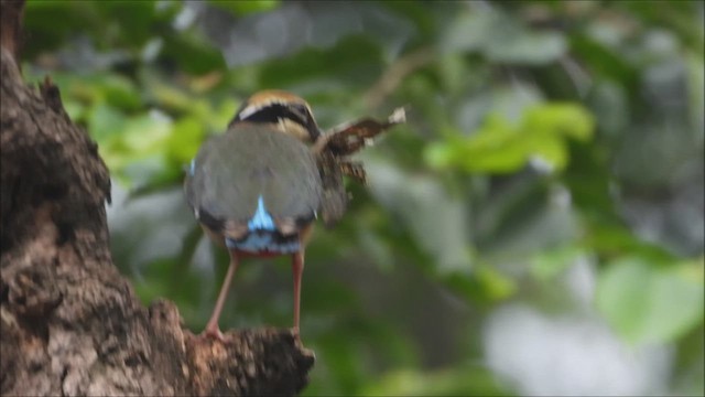 Indian Pitta - ML637828213