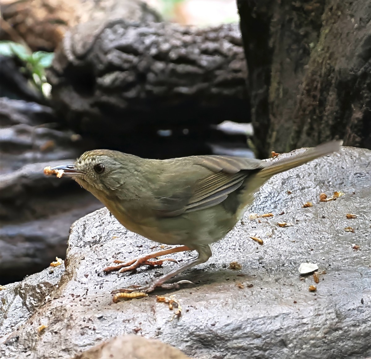 Buff-breasted Babbler - ML637828262