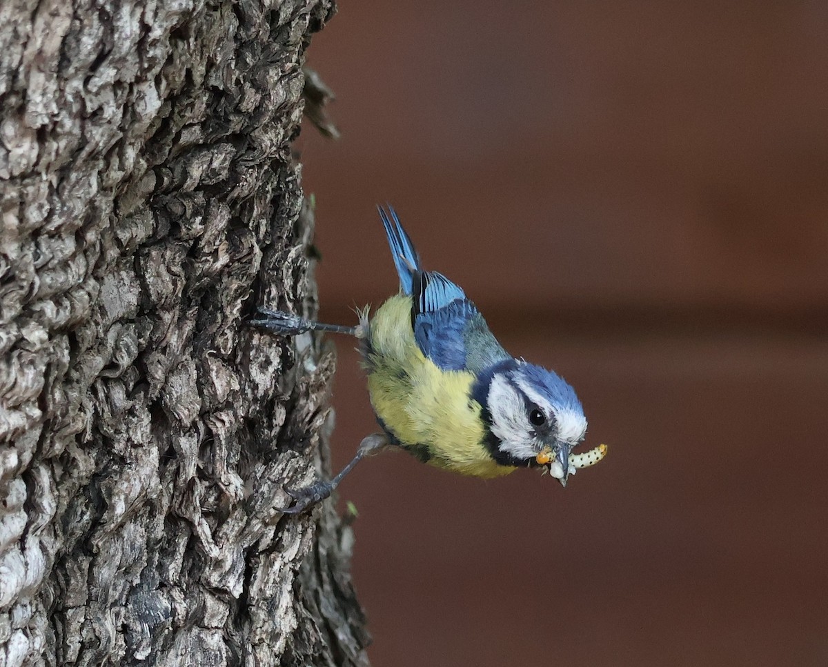 Eurasian Blue Tit - ML637828281