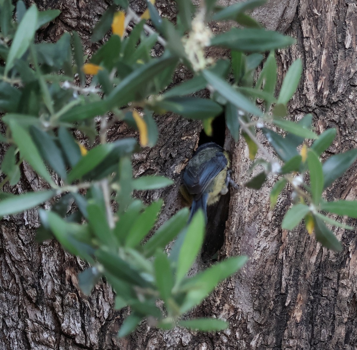 Eurasian Blue Tit - ML637828284